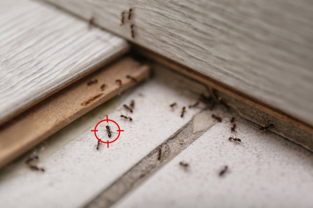 Best Cockroach Control Services  in Moss Bluff, LA
