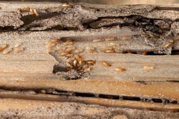 Moss Bluff, LA Pest Control Company
