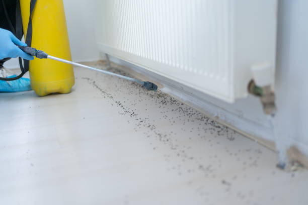 Best Affordable Pest Control Services  in Moss Bluff, LA