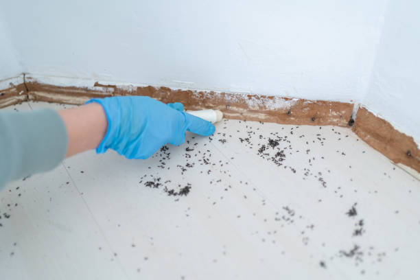 Best Flea Control Services  in Moss Bluff, LA